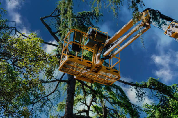 Best Tree Removal Services  in Lake Cassidy, WA